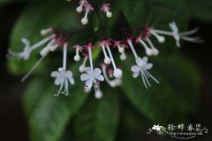 海南赪桐Clerodendrum hainanense