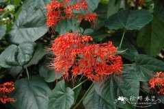 赪桐Clerodendrum japonicum