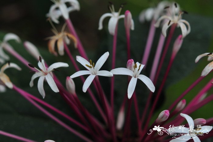 烟火树Clerodendrum quadriloculare