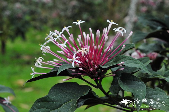 烟火树Clerodendrum quadriloculare