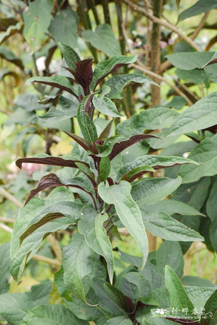 烟火树Clerodendrum quadriloculare