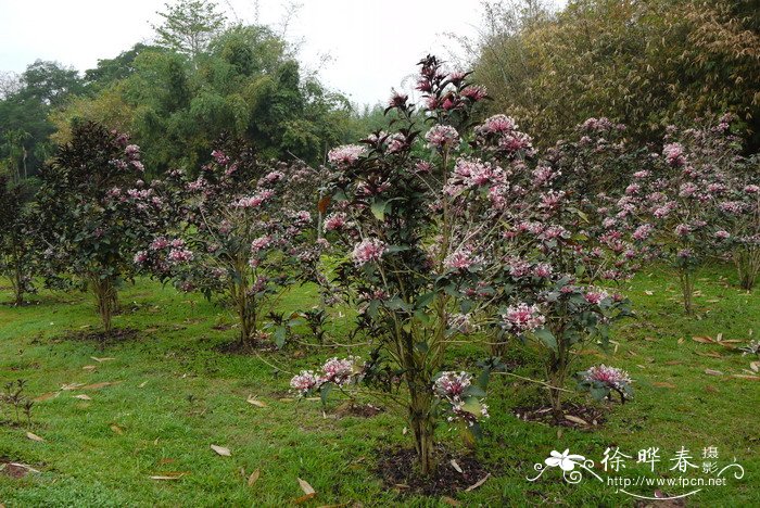 烟火树Clerodendrum quadriloculare