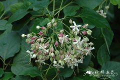 海州常山Clerodendrum trichotomum