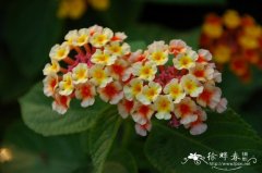 马缨丹Lantana camara