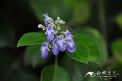 黄荆Vitex negundo