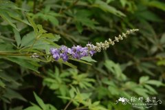 荆条Vitex negundo var. heterophylla