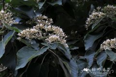 海通Clerodendrum mandarinorum