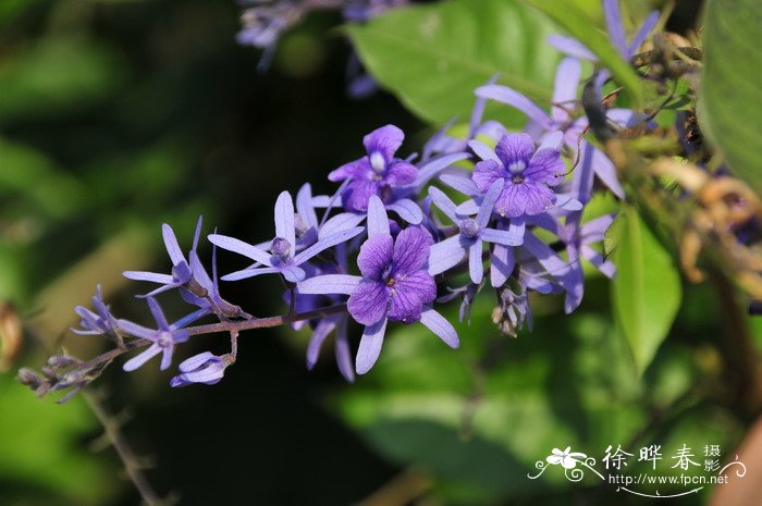 蓝花藤Petrea volubilis