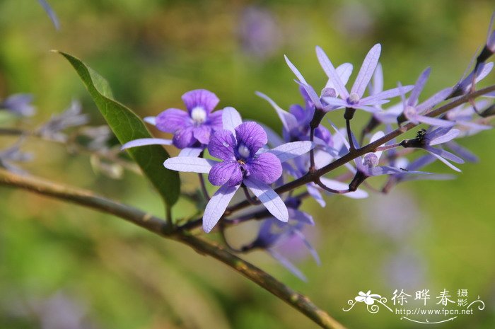 蓝花藤Petrea volubilis