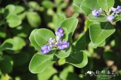 单叶蔓荆Vitex rotundifolia