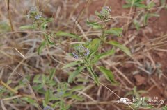 兰香草Caryopteris incana