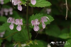 三花莸Caryopteris terniflora