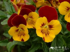 香堇菜Viola cornuta