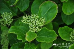 臭娘子Premna serratifolia