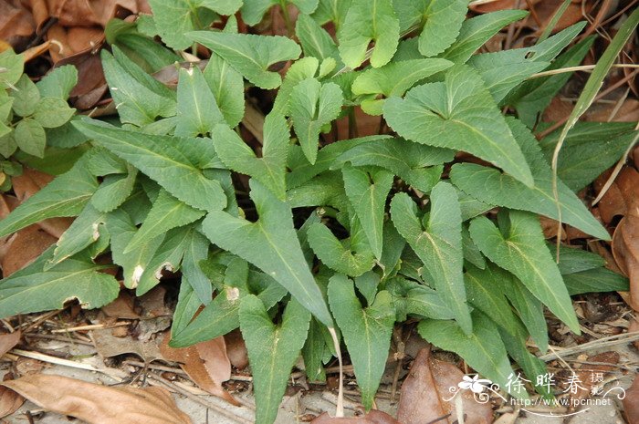 戟叶堇菜Viola betonicifolia