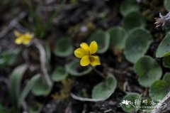 圆叶小堇菜Viola biflora var. rockiana