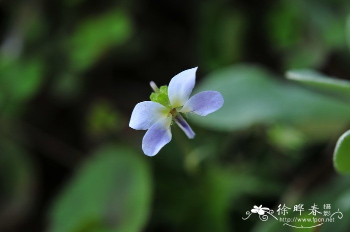 七星莲Viola diffusa