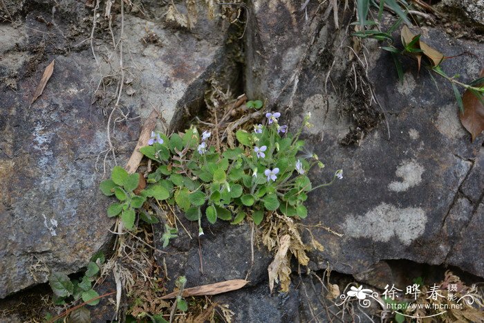 七星莲Viola diffusa