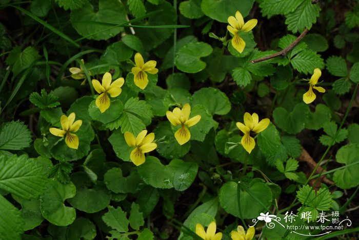 双花堇菜Viola biflora