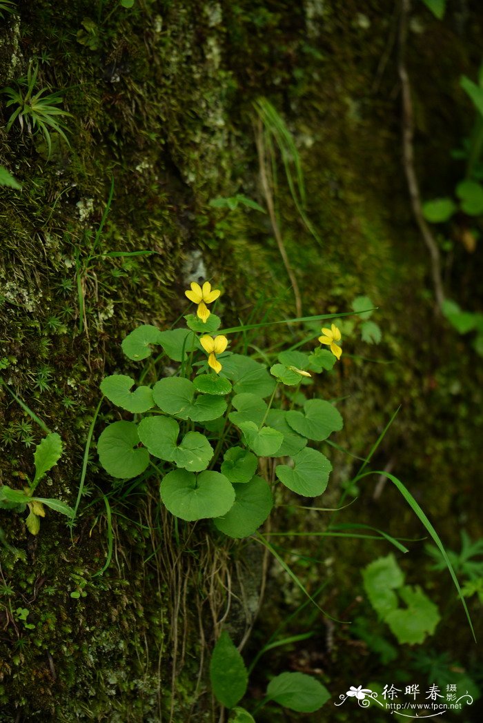 双花堇菜Viola biflora