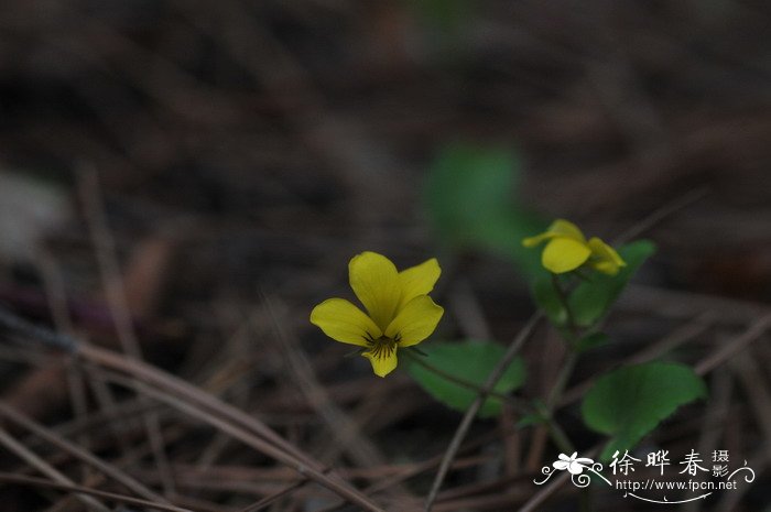 灰叶堇菜Viola delavayi