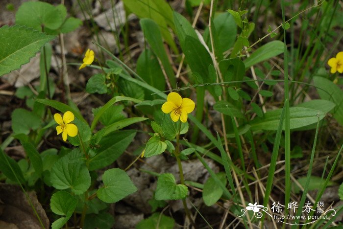 灰叶堇菜Viola delavayi