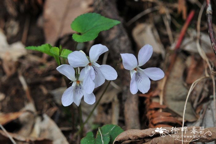 紫花堇菜Viola grypoceras