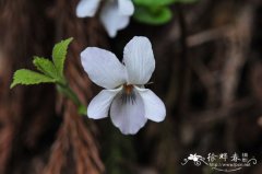 辽宁堇菜Viola rossii