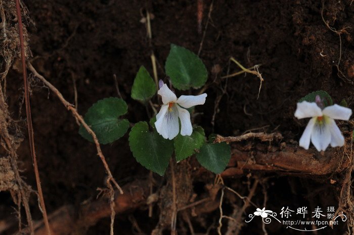 辽宁堇菜Viola rossii