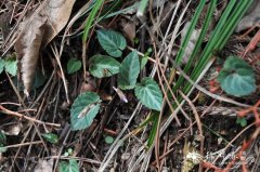 斑叶堇菜Viola variegata