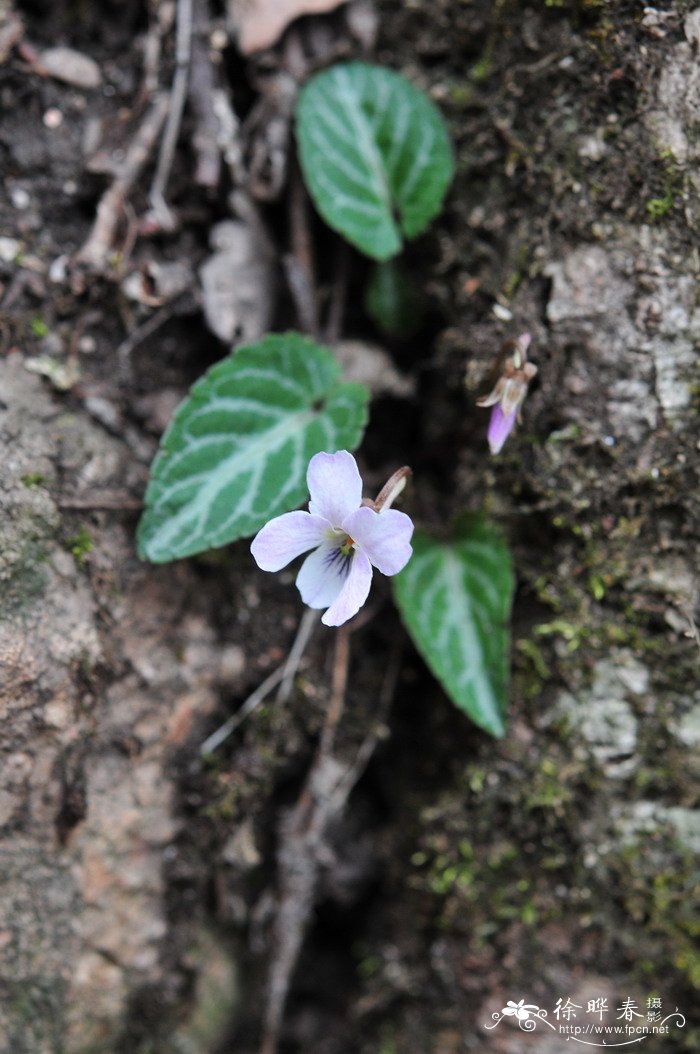 斑叶堇菜Viola variegata