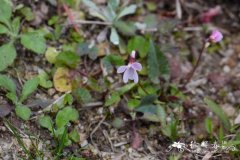 紫背堇菜Viola violacea