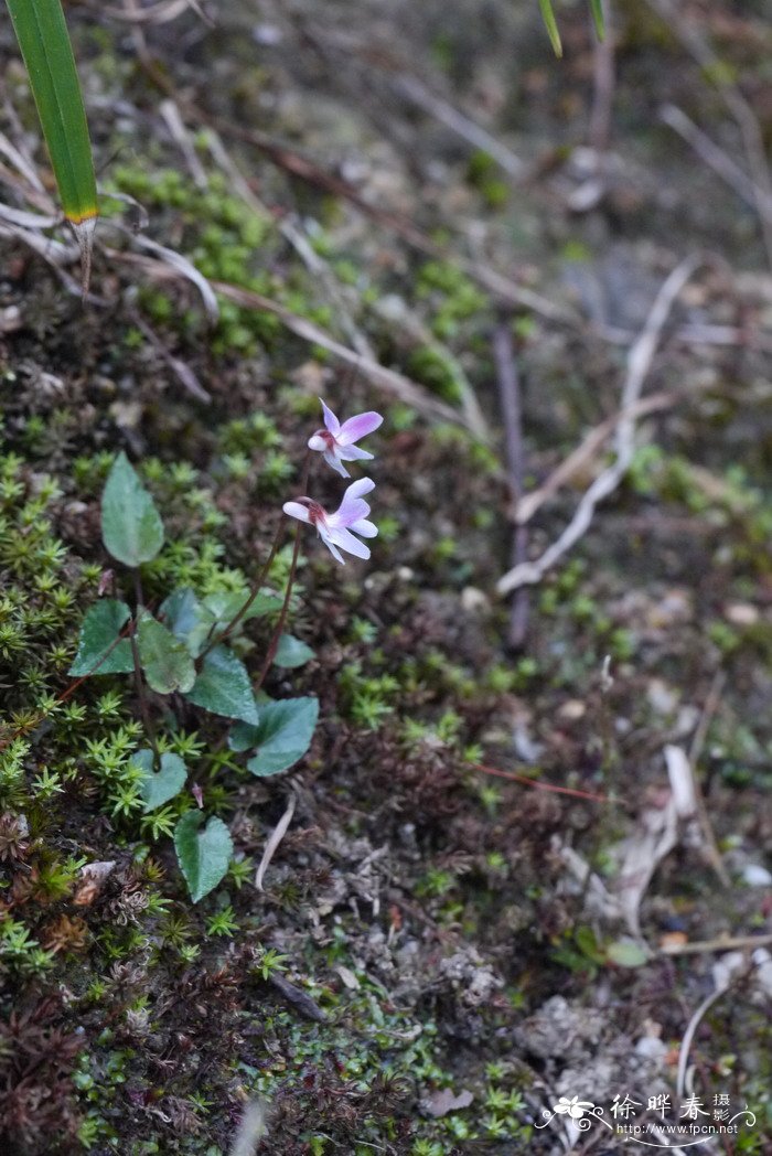 紫背堇菜Viola violacea