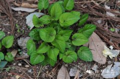 心叶堇菜Viola yunnanfuensis