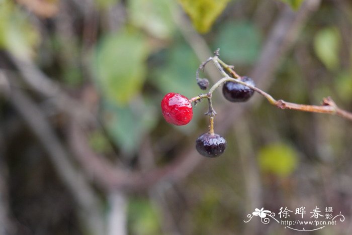 广东蛇葡萄Ampelopsis cantoniensis