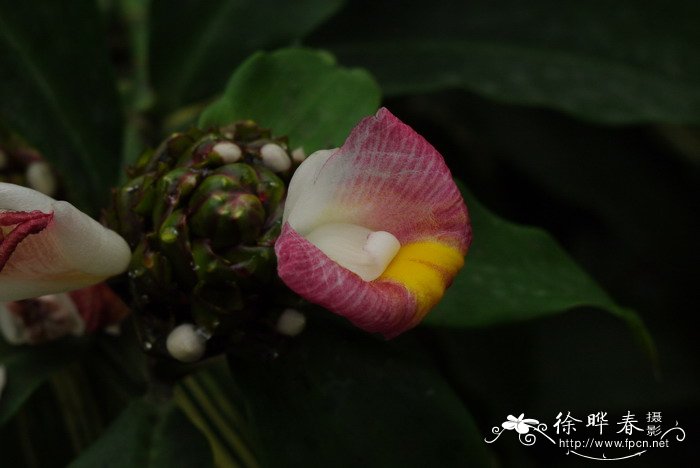 非洲螺旋旗Costus lucanusianus