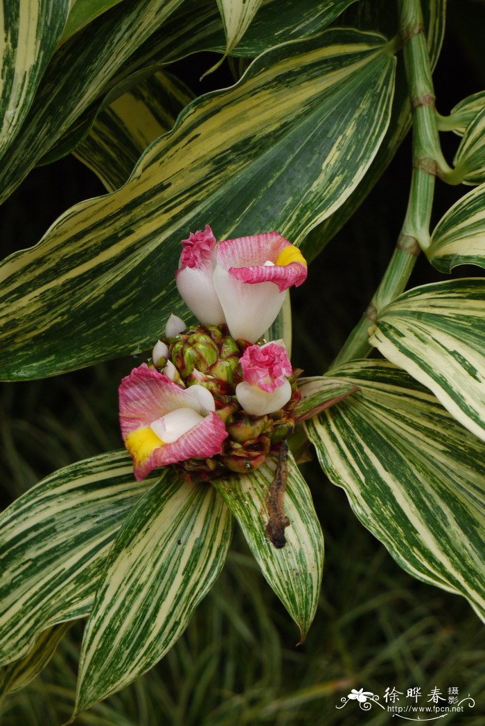 非洲螺旋旗Costus lucanusianus