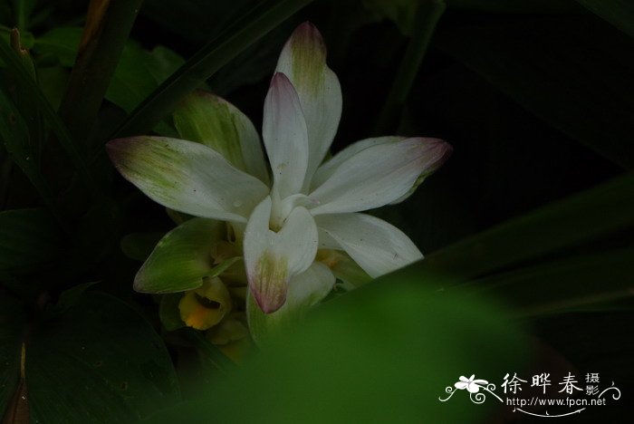 姜黄Curcuma longa