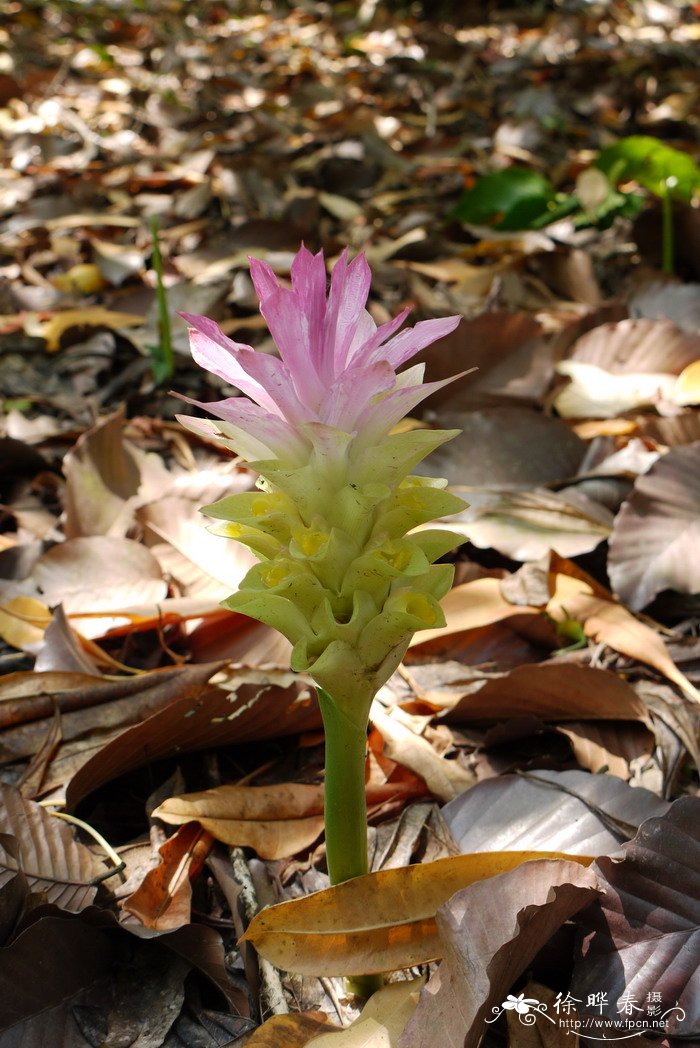 郁金Curcuma aromatica