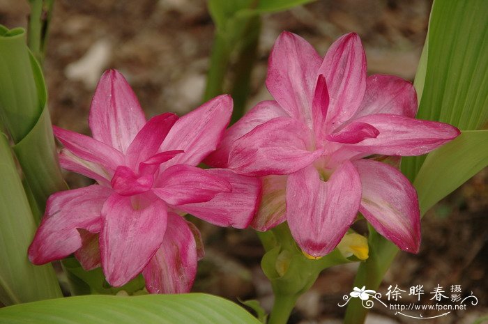 莪术Curcuma phaeocaulis