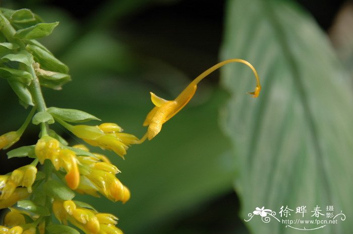 双翅舞花姜Globba schomburgkii