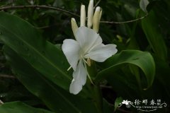 姜花Hedychium coronarium