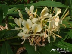 黄姜花Hedychium flavescens