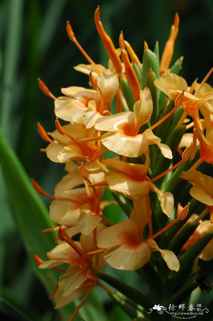 金姜花Hedychium gardnerianum