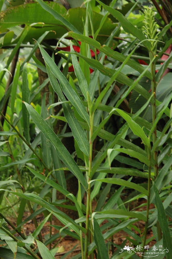 金姜花Hedychium gardnerianum