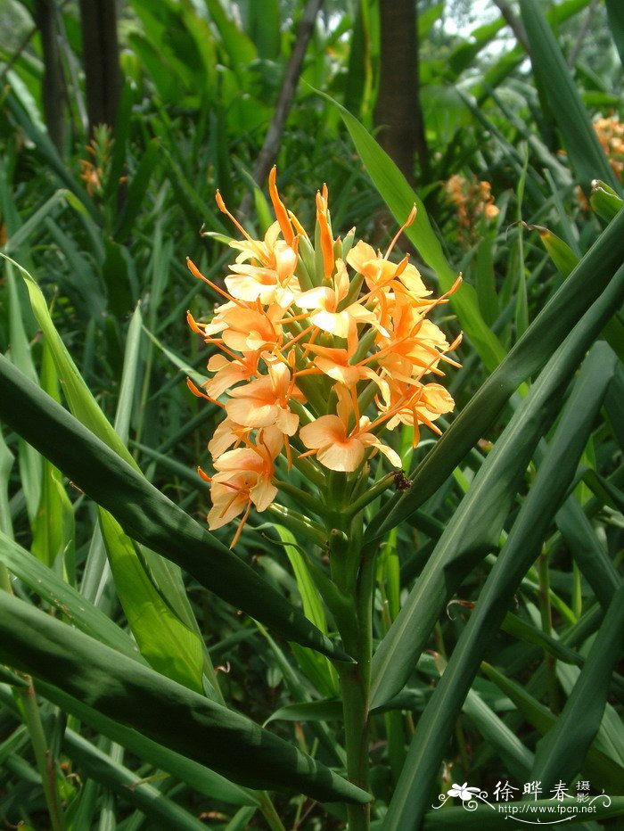 金姜花Hedychium gardnerianum