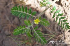 蒺藜Tribulus terrestris