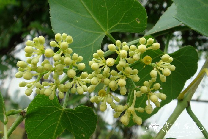 锦屏藤Cissus sicyoides