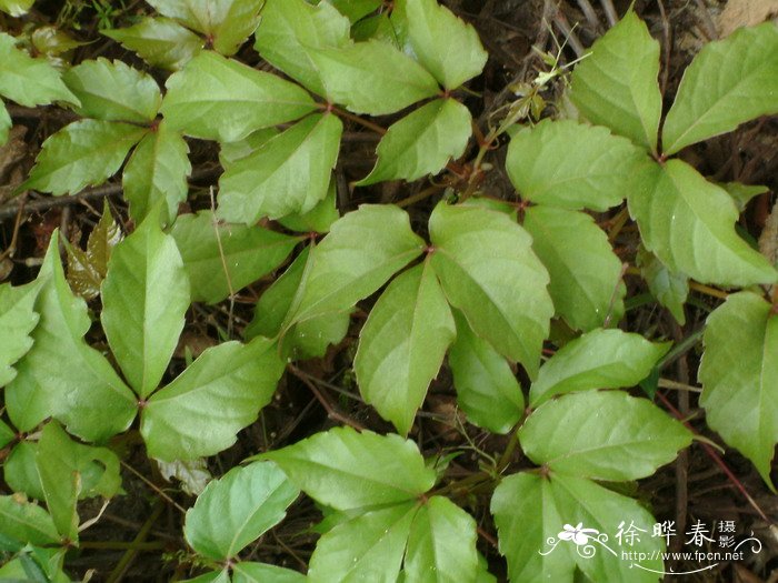 异叶地锦Parthenocissus dalzielii