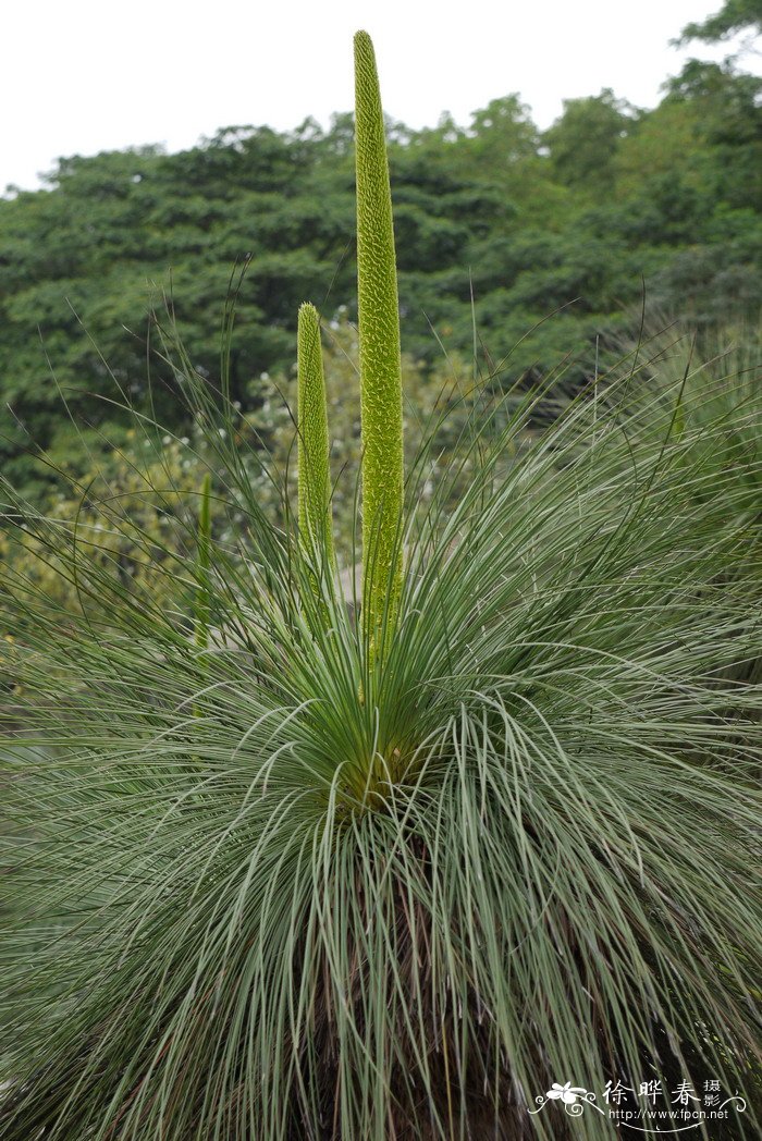 形态特征( description ):多年生草本植物,树干可高达7m